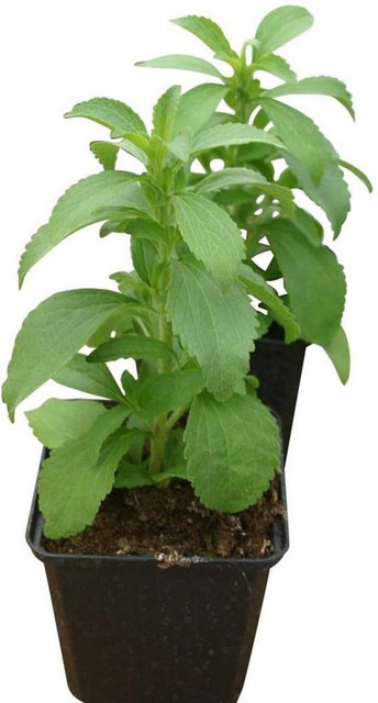 100 gin stevia 100 seed green in.jpg