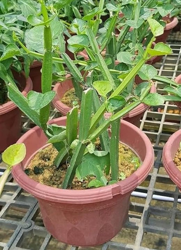 61j2hyr beL. SY879.jpg