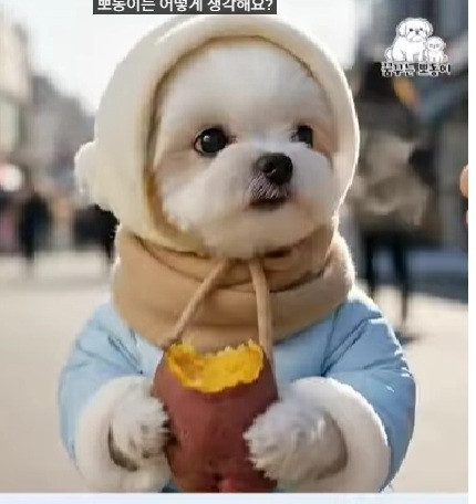 말티즈 인터뷰.jpg