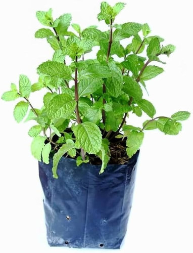 51umG726dOL. AC UF1000,1000 QL80.jpg