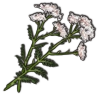 Yarrow.webp
