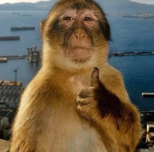 monyet jempol.jpg