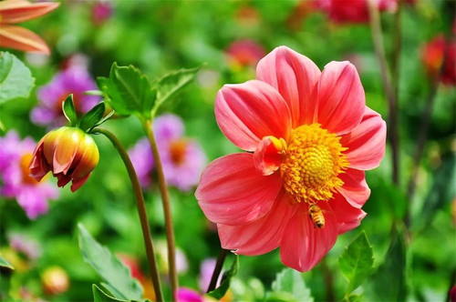 71onQJCDxrL. AC SL1500 .jpg