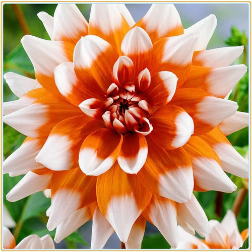 61QKULkYJrL. AC SL1035 .jpg