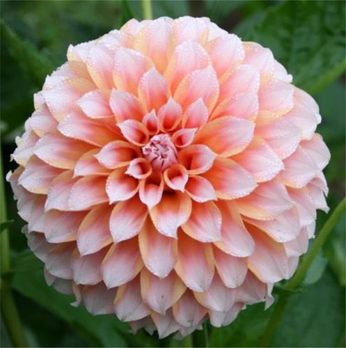 71YVtpedq7L. AC SL1500 .jpg