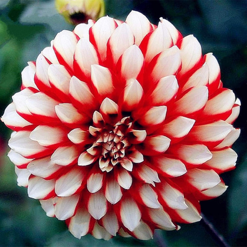 712QpIxCpiL. AC SL1500 .jpg