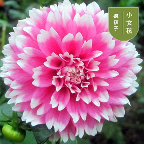 61Yiqh66btL. SL1000 .jpg