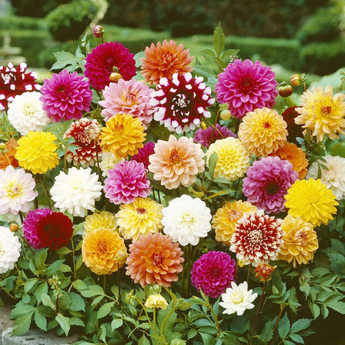 81WWZxb8fiS. AC SL1500 .jpg