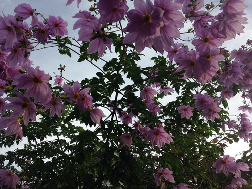 81CPvBLe7yL. AC SL1200 .jpg