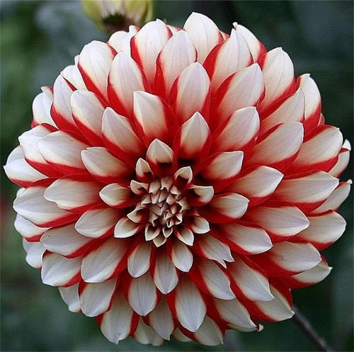 71 pOBdCfQL. AC SL1500 .jpg