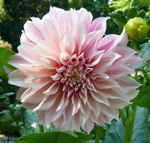 81id5CYaJnL. AC SL1050 .jpg