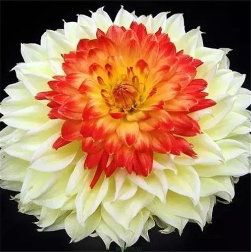 71STYXs9fVL. AC SL1500 .jpg