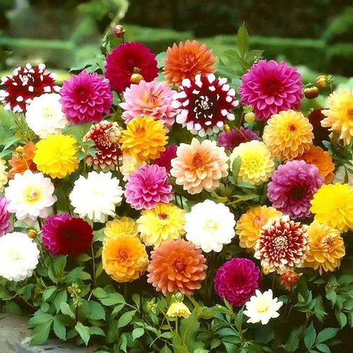 7126UgaO97S. AC SL1500 .jpg