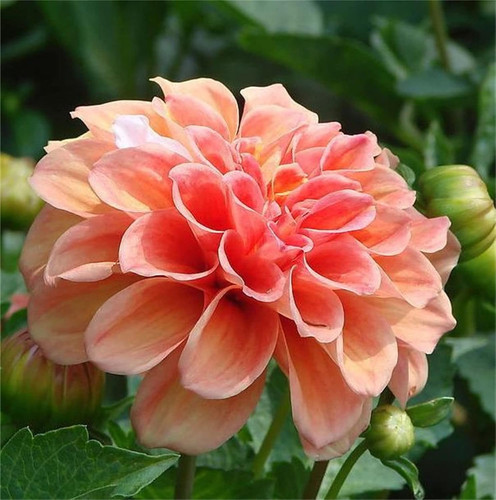 71WFTDnNUfL. AC SL1500 .jpg