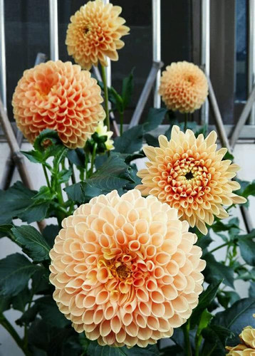 61GAwOBfqSL. AC SL1000 .jpg