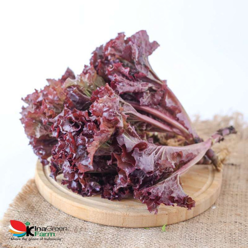 no brand sayur selada keriting merah lolorosa organik inagreen 250 gram bandung full02 ueidpu8u.jpg