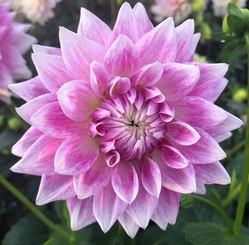 61iHek oY8L. AC SL1014 .jpg