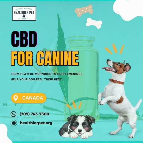 CBD For Canine In Canada.jpg