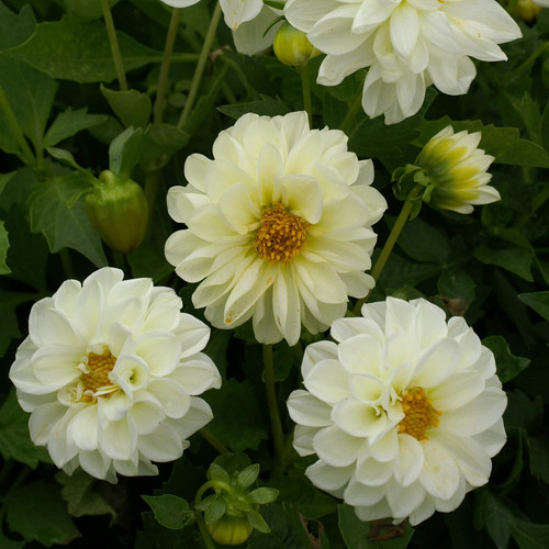 71YQFuOQVBL. AC SL1500 .jpg