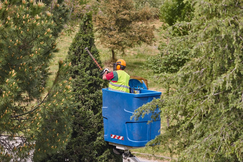 Harrogate Tree Surgeons.jpg