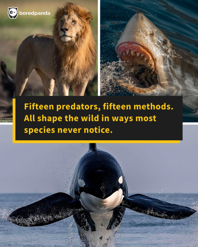 most formidable predators 720.png