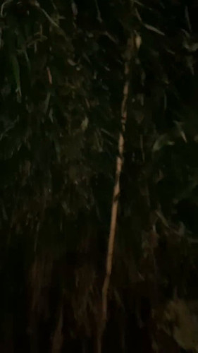 NHLiwaBzuQ1SMlT .jpg