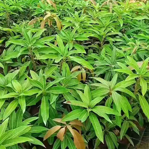 bv3CErquGLo Ghsx.jpg