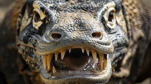 sharp teeth komodo.jpg