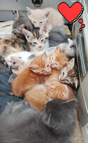 G7qXWHBW4AAD6he.jpg