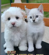 스크린샷 2025 12 08 221917.png
