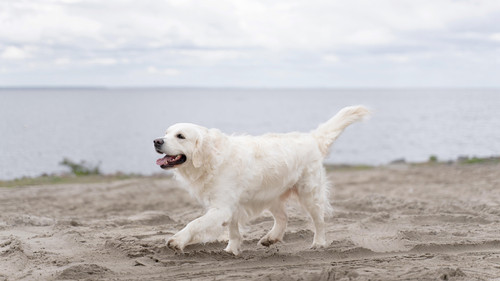 cute dog walking beach.jpg
