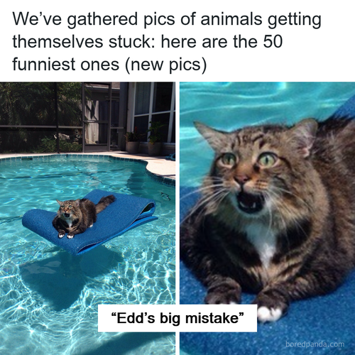funny stuck animals pics.png