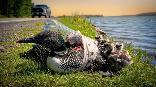 Rettung einer Mutter Eistaucherin aus einer Plastikflasche eine herzergreifende Geschichte.jpg