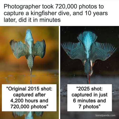 perfect kingfisher dive.jpg