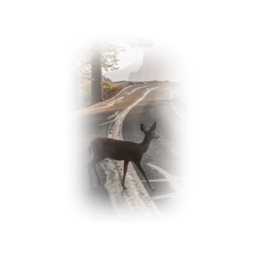 doe eyed alliance sp pfp.png