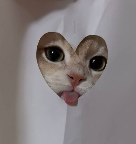 681cbbdc6fa1f important funny cute animal pics.jpg