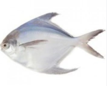 White Pomfret/WhiteAvoli (ആവോലി)Whole,1Kg(,7/10Pc), Whole Cleaned, Gross Weight Before Cutting & Cleanning
