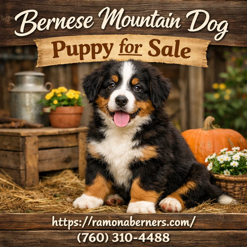 ezgif.com webp to png converter (34).png