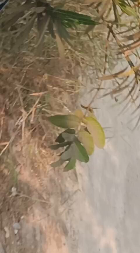 SPUOm3MZt gyAS H.jpg