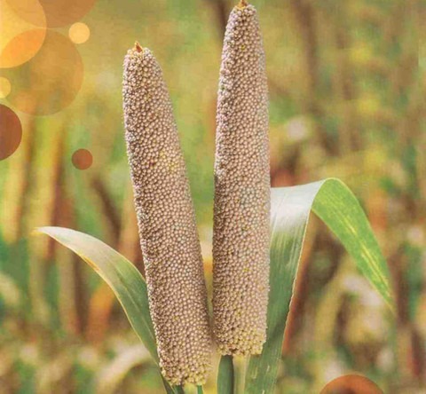 14000 hybrid bajra pearl millet.jpg