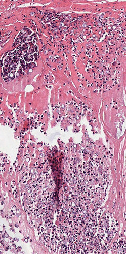 HAKP WuaUAA8ywD?format=jpg.jpg