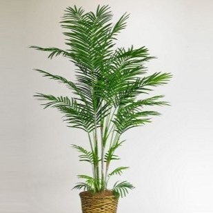 indoor plant bamboo 202112731502.jpg