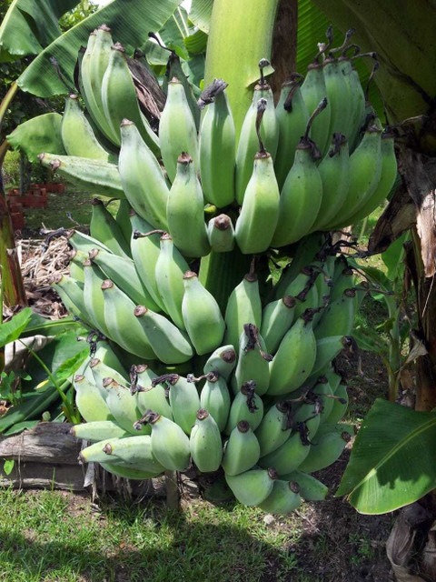 karpooravalli banana live plant.jpg