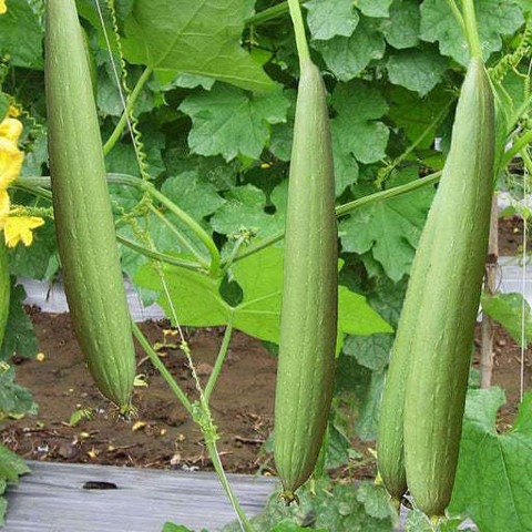 40 gi spong gourd gromax india o.jpg