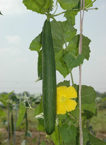 57110 Gourd Luffa.Sponge Neeta.jpg