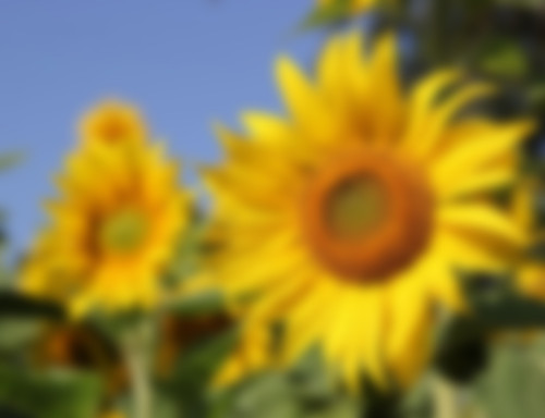 sunflower.jpg