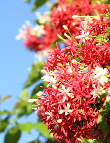 715vs+kTUAL. SL1300 .jpg