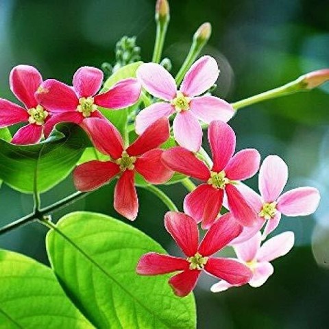 no perennial yes madhumalti flow.jpg