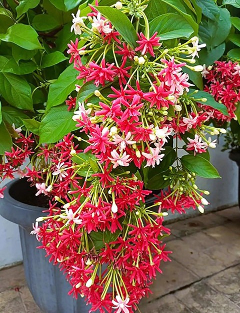 yes perennial yes suitable for a.jpg