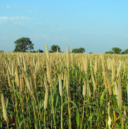 pearl millet 204092 1920.jpg